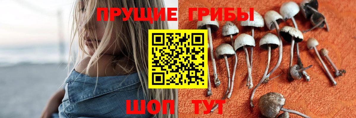 Псилоцибиновые грибы Cubensis  Вход с VPN  Ставрополь 